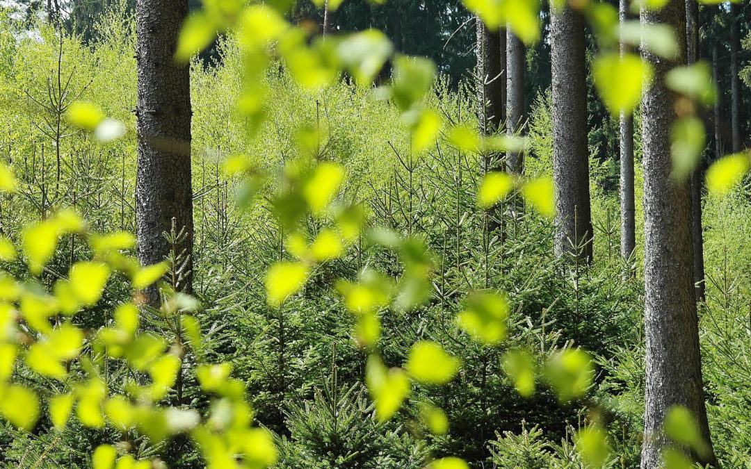 24 au 26 mars 2023: Fête de la forêt